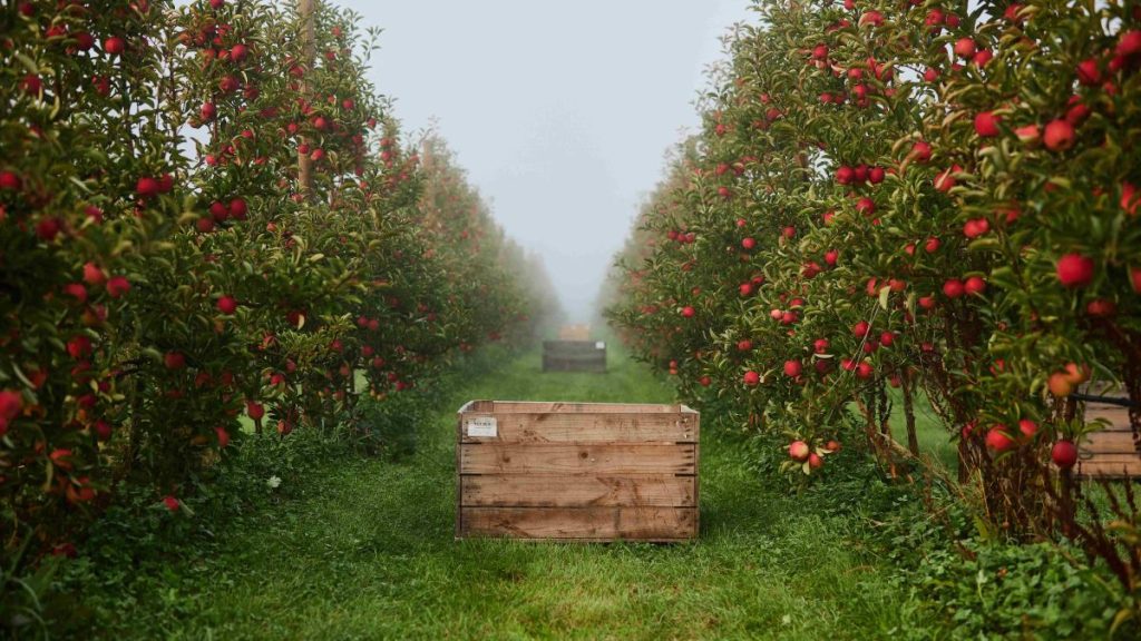 Apple Orchard in fog showing a wooden fruit crate.